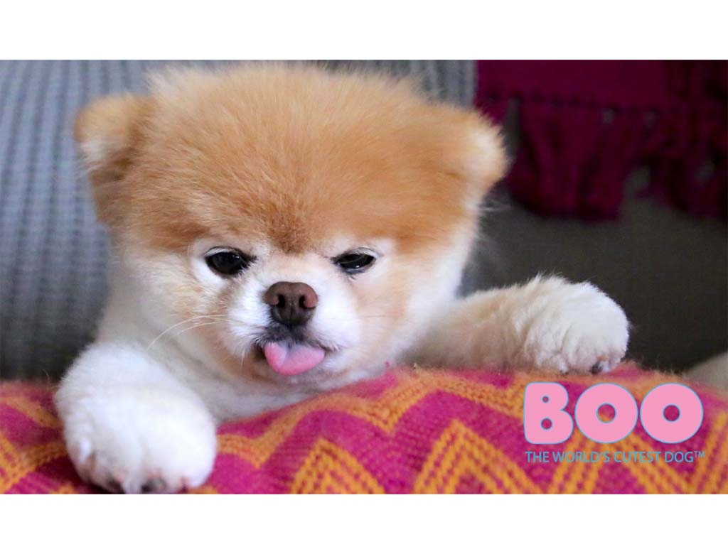 Boo the World's Cutest Dog Shop Coming Soon with Merch from Threadless and  Calendar Holdings - aNb Media, Inc.